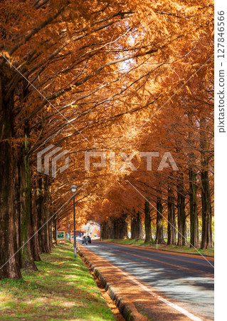 秋季,陽光透過樹梢灑在水杉樹叢間,形成一條水杉隧道。日本滋賀郡高島市 秋季,陽光透過樹梢灑在水杉樹叢間,形成一條水杉隧道。日本滋賀郡高島市 127846566