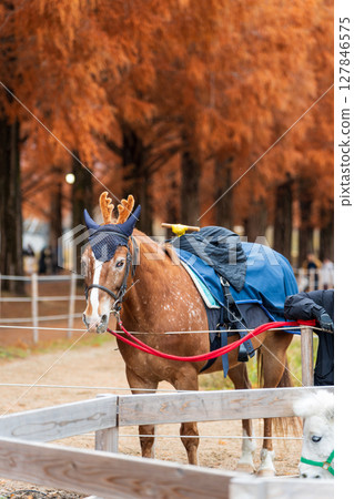 An event to interact with horses at "Metasequoia and Horse Forest." Takashima City, Shiga Prefecture, Japan 127846575