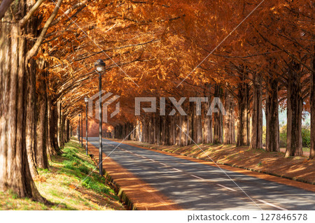 A tunnel of metasequoia trees in autumn with sunlight filtering through the trees. Takashima City, Shiga Prefecture, Japan 127846578