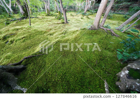 祗園寺內長滿青苔的花園 127846616