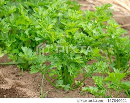芹菜的栽培 127846621