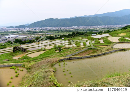插秧後大巴舍梯田的鳥瞰圖 插秧後大巴舍梯田的鳥瞰圖 127846629