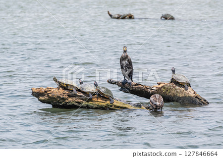 A cormorant standing on driftwood and a red-eared slider turtle sunning its shell, Yodo River, Osaka City A cormorant standing on driftwood and a red-eared slider turtle sunning its shell, Yodo River, Osaka City 127846664