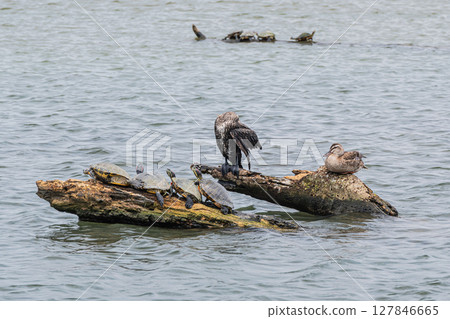 Cormorants, mallards and a red-eared slider turtle sunning on driftwood, Yodo River, Osaka City 127846665