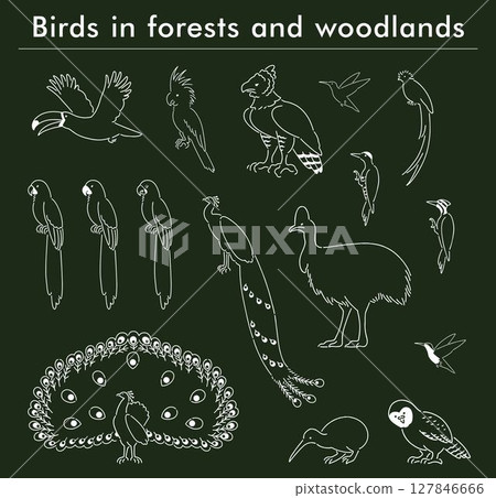 Forest birds hand drawn illustration set 127846666