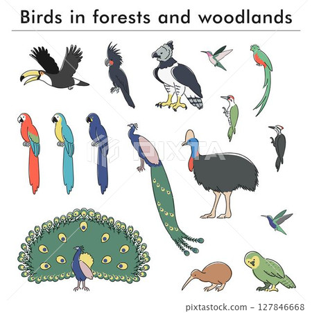 Forest birds hand drawn illustration set Forest birds hand drawn illustration set 127846668