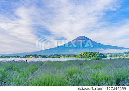 （山梨縣）透過河口湖大石公園的薰衣草，欣賞夏季的富士山 127846669