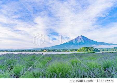 （山梨縣）透過河口湖大石公園的薰衣草，欣賞夏季的富士山 127846670