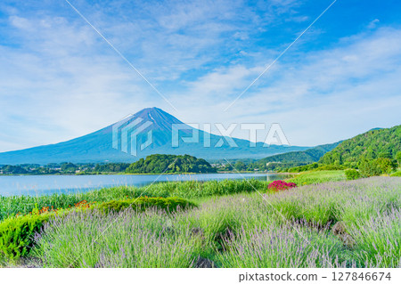 (山梨縣)透過河口湖大石公園的薰衣草,欣賞夏季的富士山 (山梨縣)透過河口湖大石公園的薰衣草,欣賞夏季的富士山 127846674