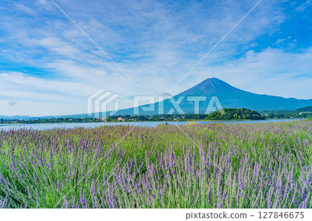(山梨縣)透過河口湖大石公園的薰衣草,欣賞夏季的富士山 (山梨縣)透過河口湖大石公園的薰衣草,欣賞夏季的富士山 127846675