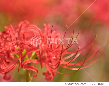 red spider lily red spider lily 127846818