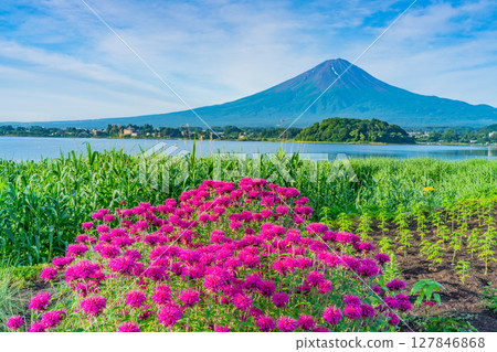 (Yamanashi Prefecture) Lake Kawaguchi Oishi Park: Mount Fuji seen through the bright red Monarda flowers 127846868