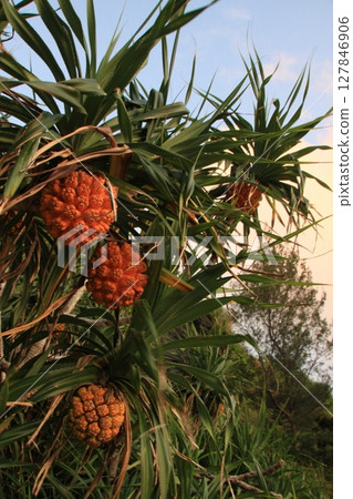 夏季樹上的露兜樹果實 夏季樹上的露兜樹果實 127846906