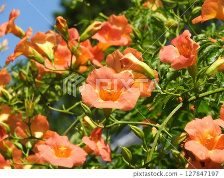 “喇叭藤”盛開 127847197