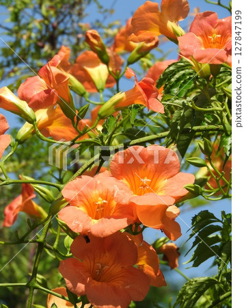Trumpet Creeper, which blooms in the summer with eye-catching flowers 127847199