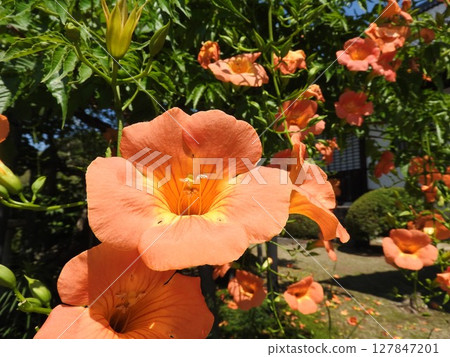 Trumpet Creeper, which blooms in the summer with eye-catching flowers 127847201