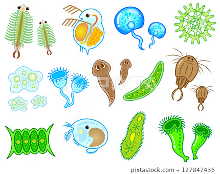 Cute microorganism and plankton illustration material set Cute microorganism and plankton illustration material set 127847436
