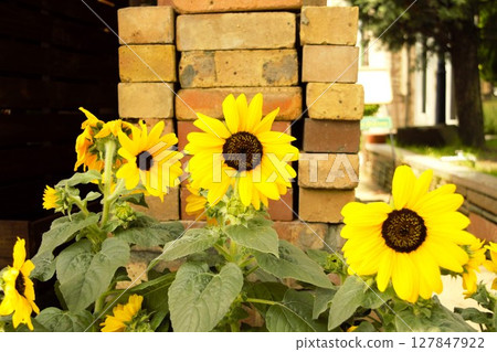 風景與向日葵 127847922