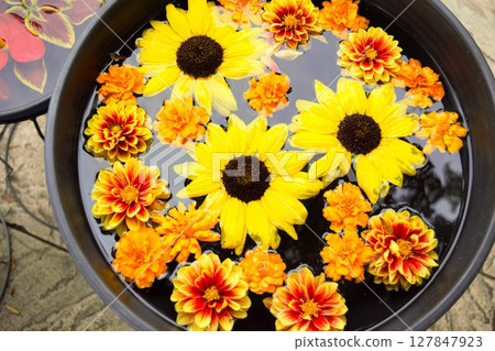 漂浮在水中的向日葵 127847923