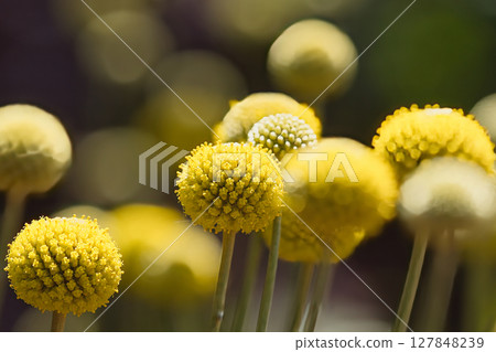 黃色的蔓生花 127848239