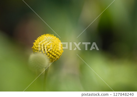 黃色的蔓生花 黃色的蔓生花 127848240