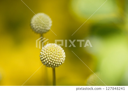 yellow craspedia flowers 127848241
