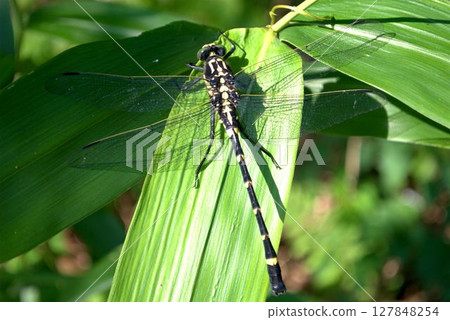 Dragonfly perching on a leaf 127848254