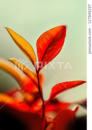 Red Nandina sprouts 127848297