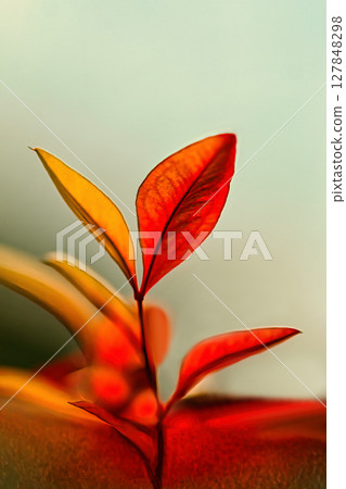 紅南天竹葉 127848298