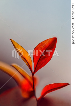 Red Nandina sprouts Red Nandina sprouts 127848299