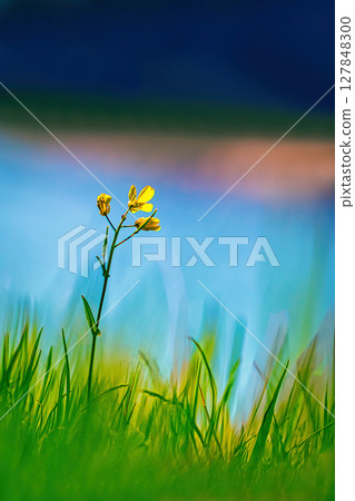 河邊的油菜花 河邊的油菜花 127848300