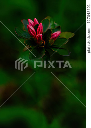 紅杜鵑花蕾 紅杜鵑花蕾 127848301