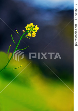 yellow rapeseed 127848307