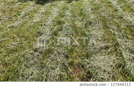 mown grass creates textured landscape in sunny, open field during afternoon hours. closeup. 127848313