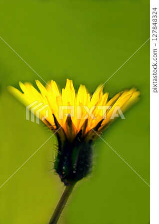 Close-up of Buta-na flower and drops 127848324