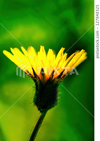 yellow butana flower 127848325