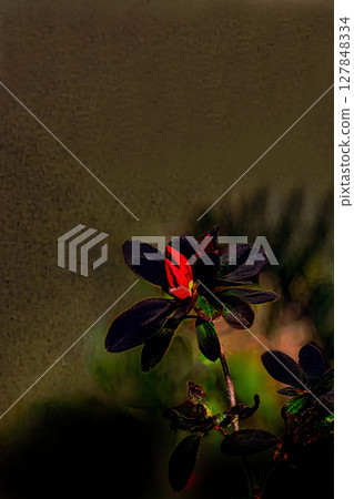 Azaleas blooming in the shade 127848334