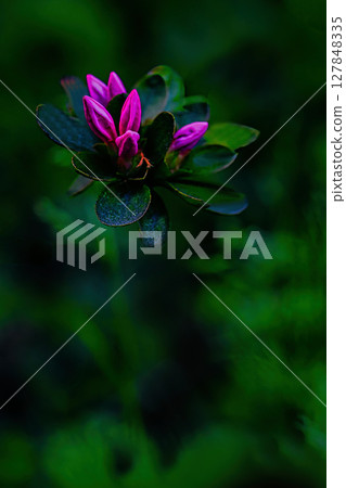 Azalea buds blooming in the field 127848335