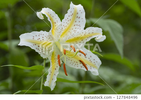 Yamamura flower 127848496