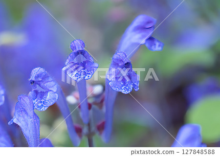 Blue Skullcap Blue Skullcap 127848588
