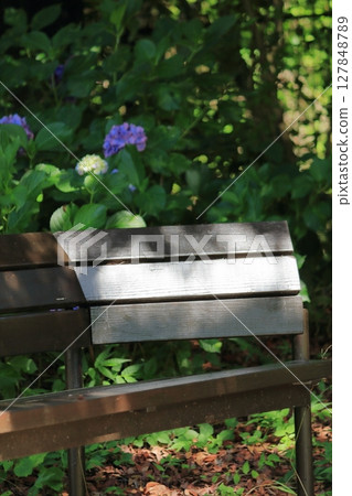 Wooden bench and hydrangeas blooming in the shade Wooden bench and hydrangeas blooming in the shade 127848789
