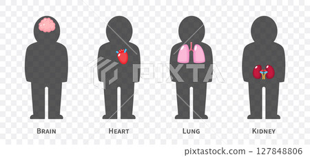 The human body systems cartoon illustration Set 1 of 3. Includes nervous, cardiovascular, respiratory and urinary system . Isolated transparent background . Vector . 127848806