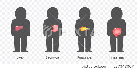 The human body systems cartoon illustration Set 2 of 3. Includes hepatobiliary , gastrointestinal or digestive system . Isolated transparent background . Vector . The human body systems cartoon illustration Set 2 of 3. Includes hepatobiliary , gastrointestinal or digestive system . Isolated transparent background . Vector . 127848807