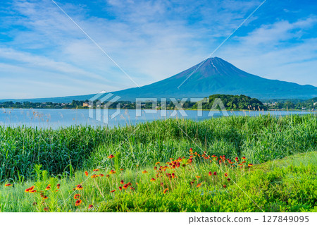 (Yamanashi Prefecture) Lake Kawaguchi Oishi Park: Summer Fuji seen through the flower beds (Yamanashi Prefecture) Lake Kawaguchi Oishi Park: Summer Fuji seen through the flower beds 127849095