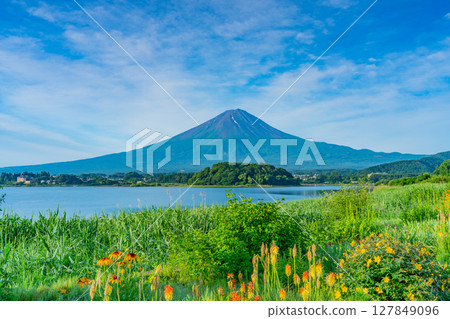 (Yamanashi Prefecture) Lake Kawaguchi Oishi Park: Summer Fuji seen through the flower beds 127849096