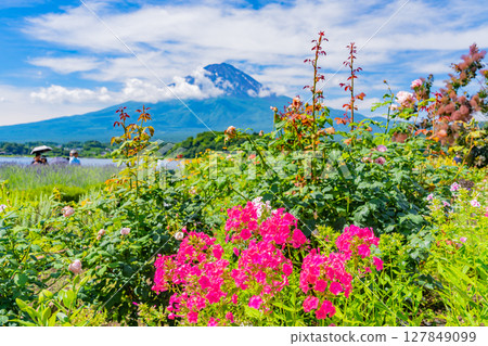 (Yamanashi Prefecture) Lake Kawaguchi Oishi Park: Summer Fuji seen through the flower beds 127849099