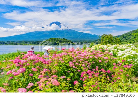（山梨縣）河口湖大石公園：透過花壇看到的夏日富士 127849100