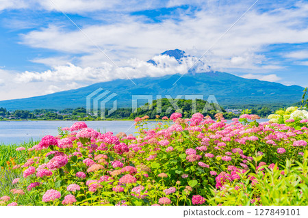 (Yamanashi Prefecture) Lake Kawaguchi Oishi Park: Summer Fuji seen through the flower beds (Yamanashi Prefecture) Lake Kawaguchi Oishi Park: Summer Fuji seen through the flower beds 127849101
