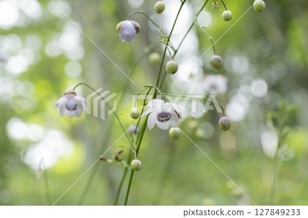 Renge shrews flowers Renge shrews flowers 127849233