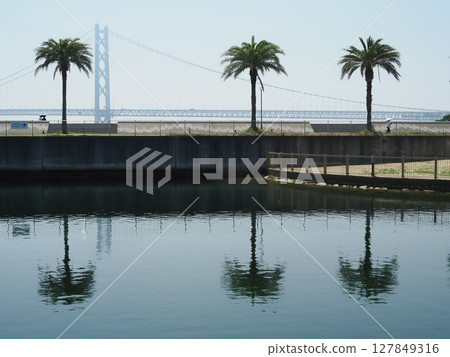 棕櫚樹和明石海峽大橋倒映在水面上 127849316